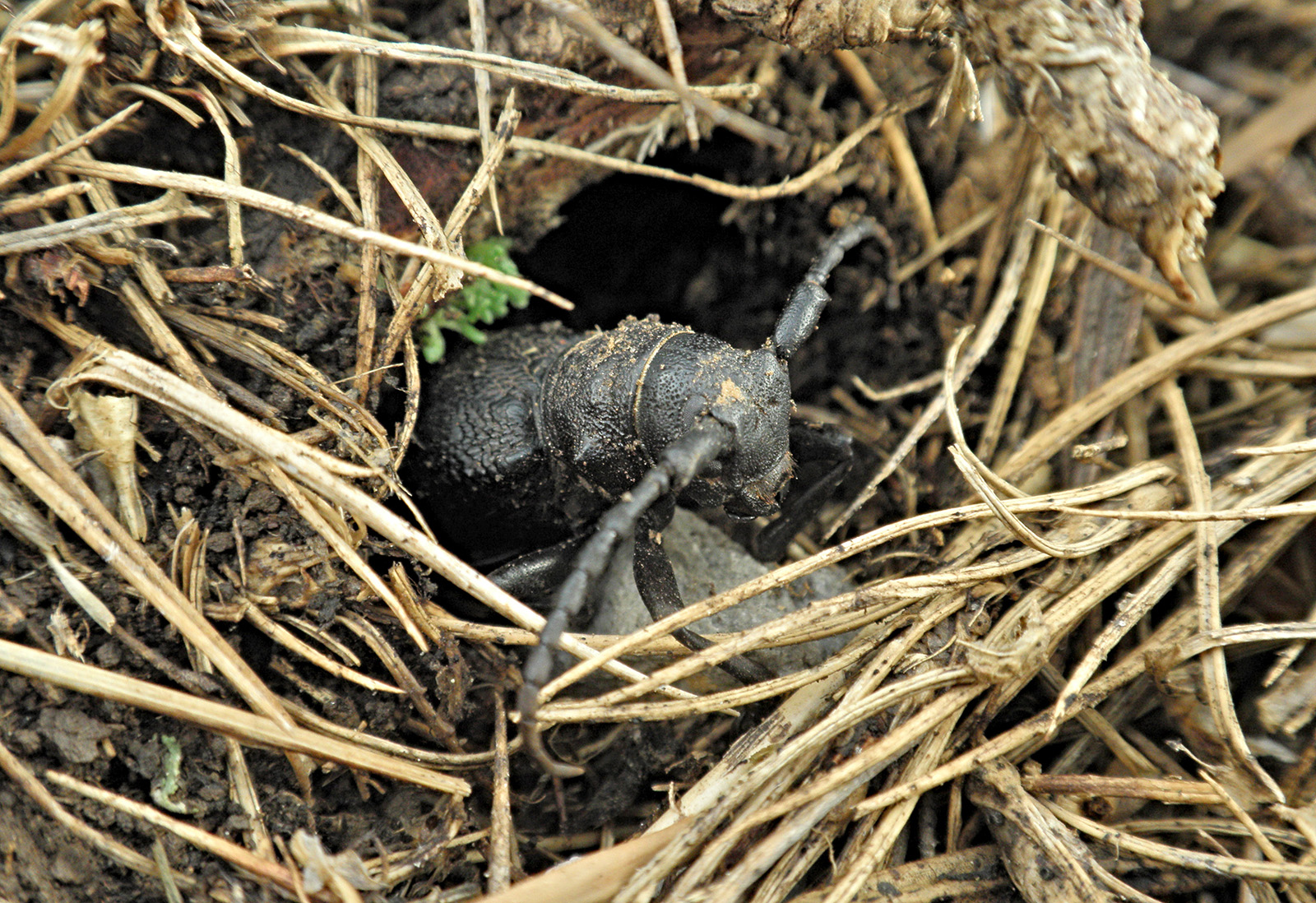 Herophila moreana - adult