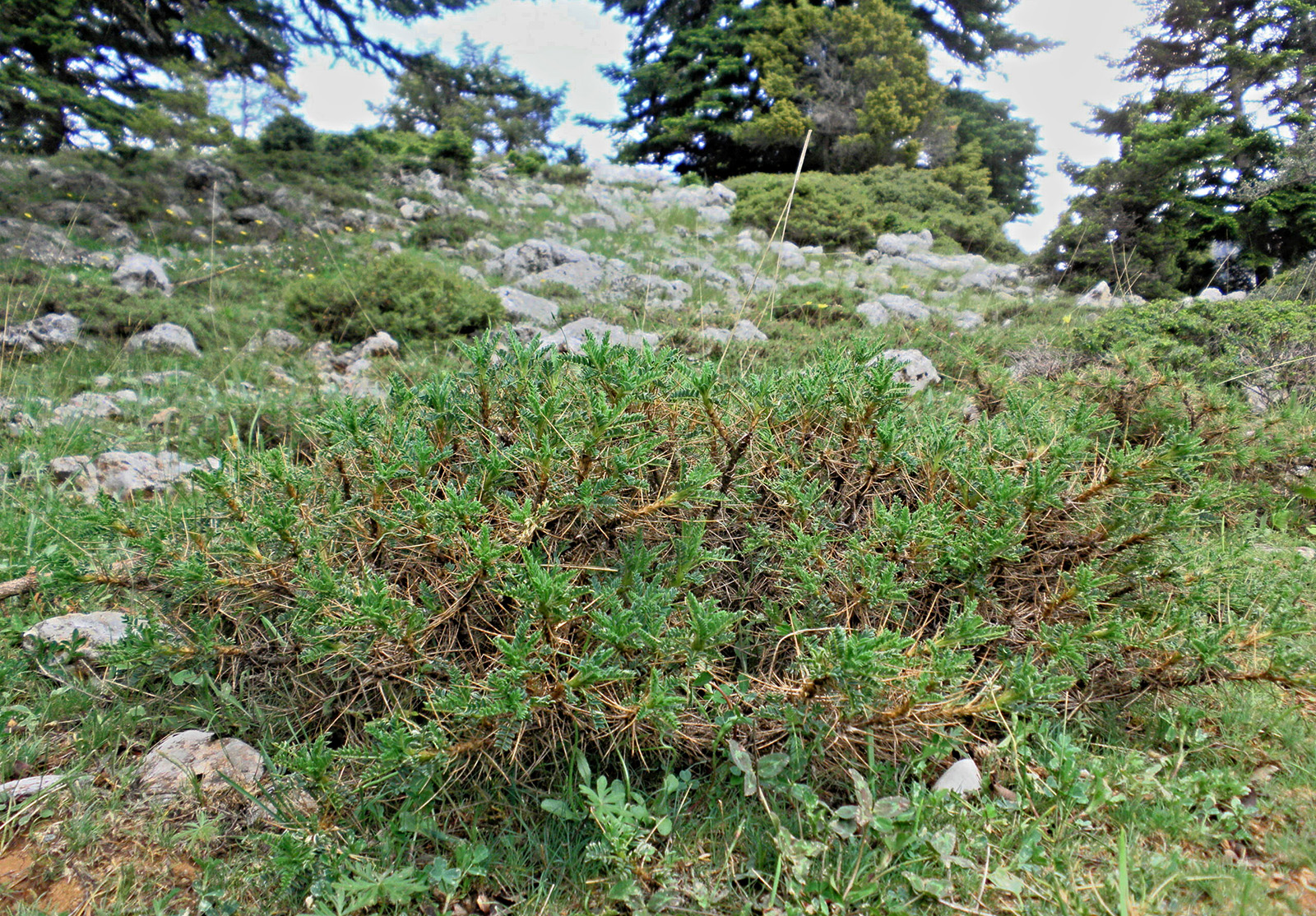 Herophila moreana - habitat