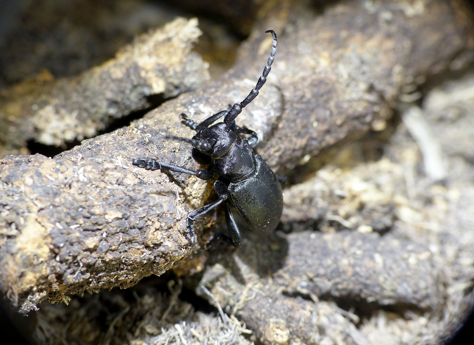 Herophila veluchiana - adult