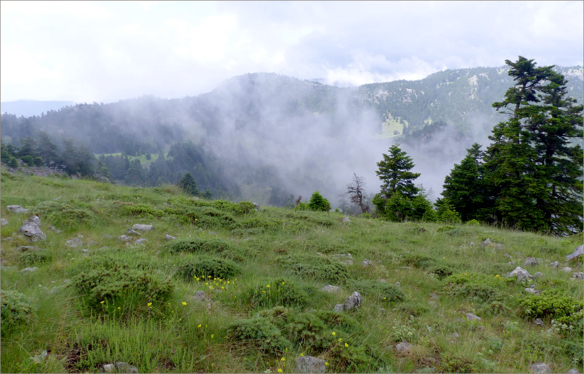 Herophila veluchiana - habitat