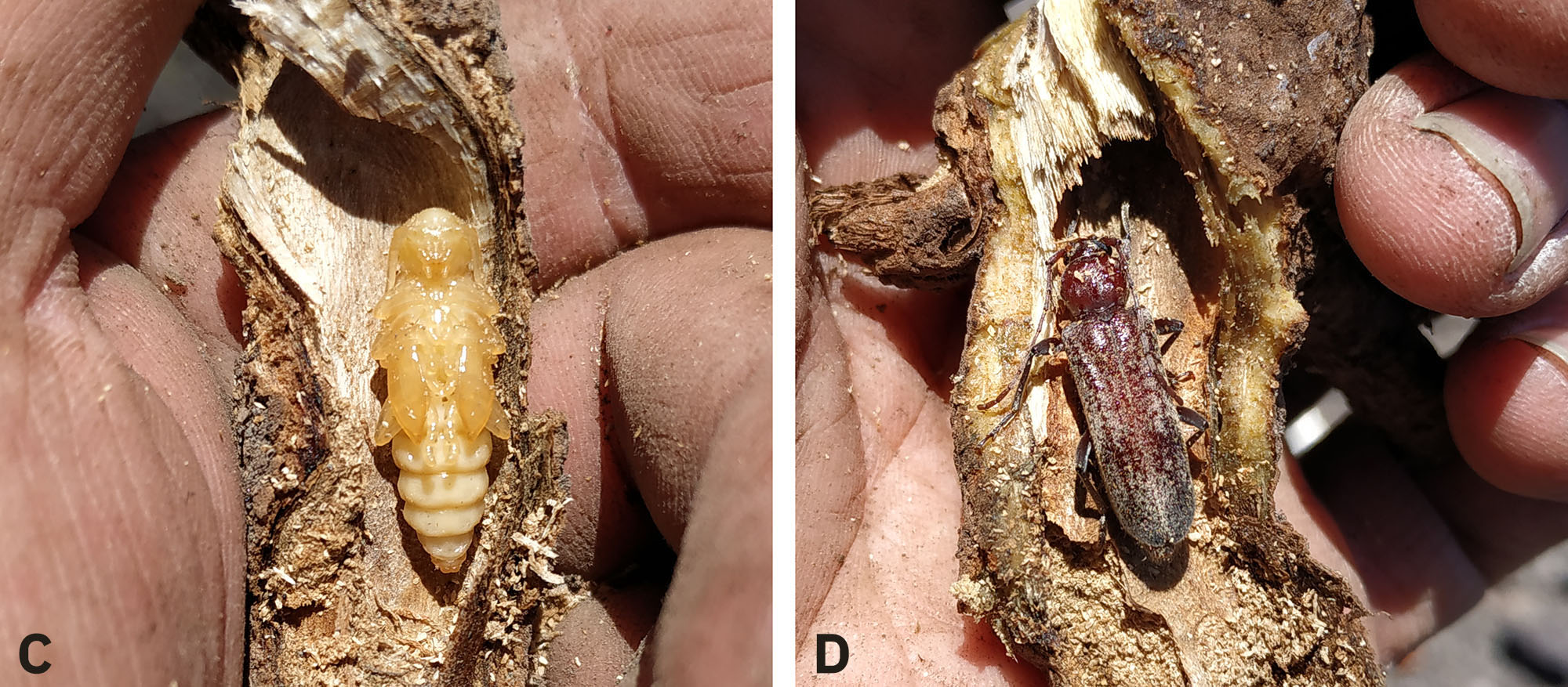 Hesperoferus machadoi - developmental stages