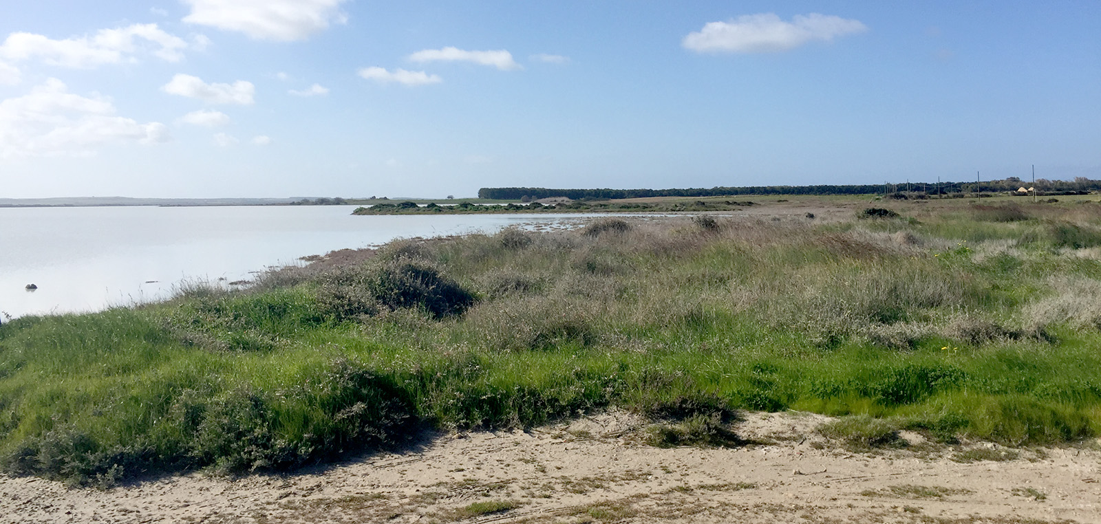 Hesperophanes meloni - habitat