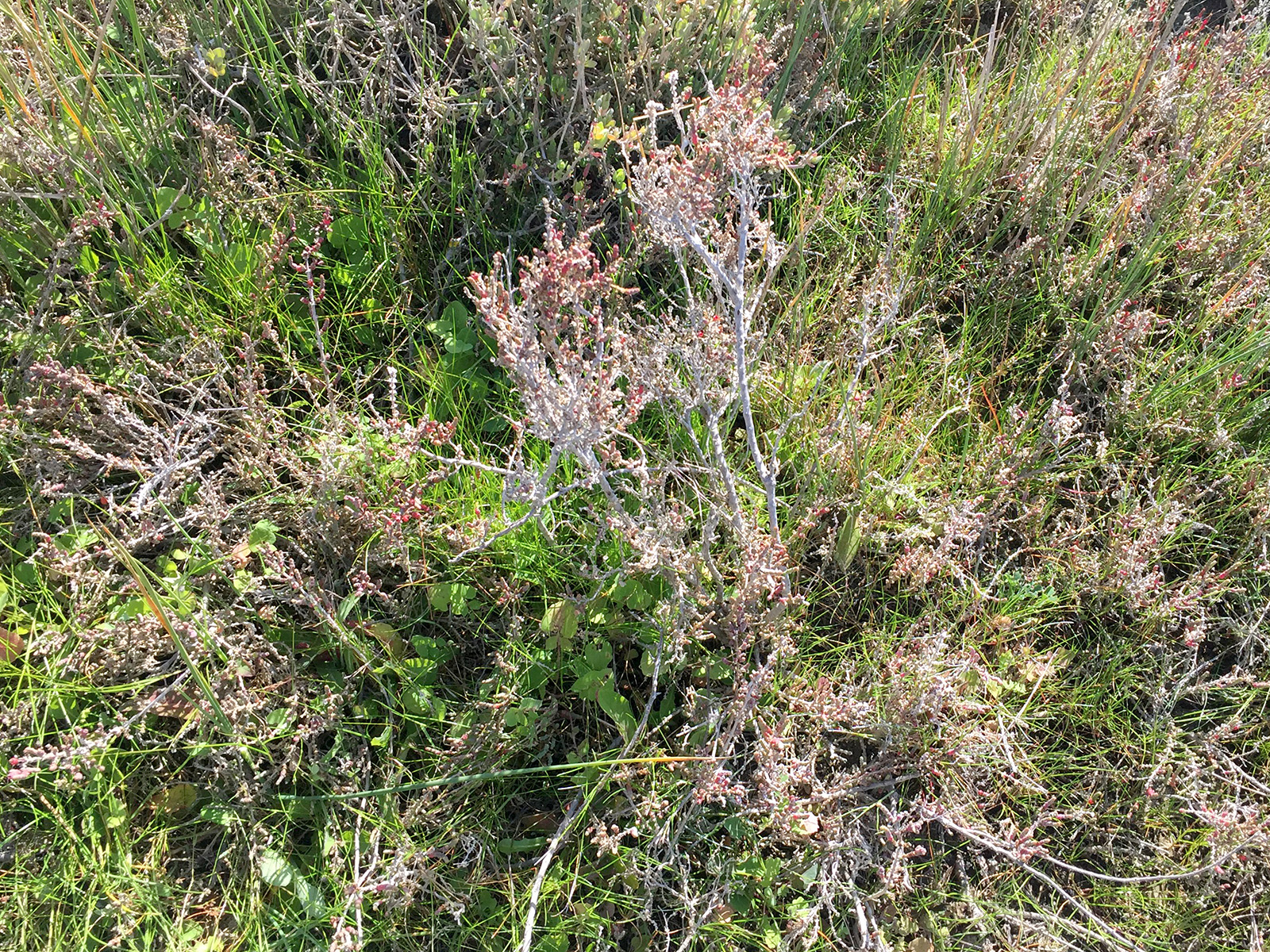 Hesperophanes meloni - host plant