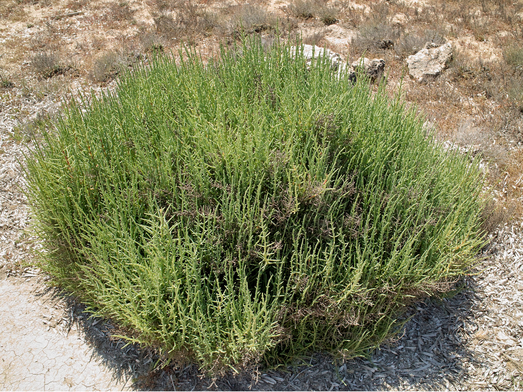 Hesperophanes meloni - host plant