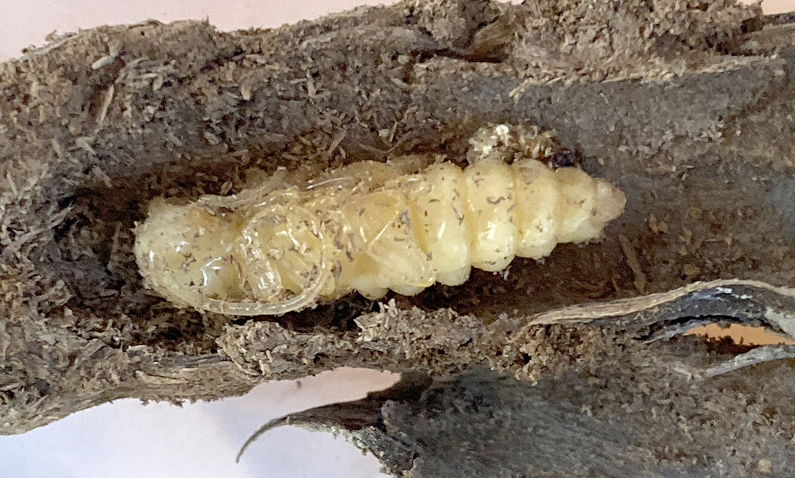 Hesperophanes meloni - pupa