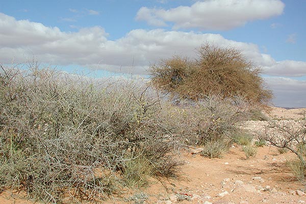 Hypoeschrus dallonii - habitat