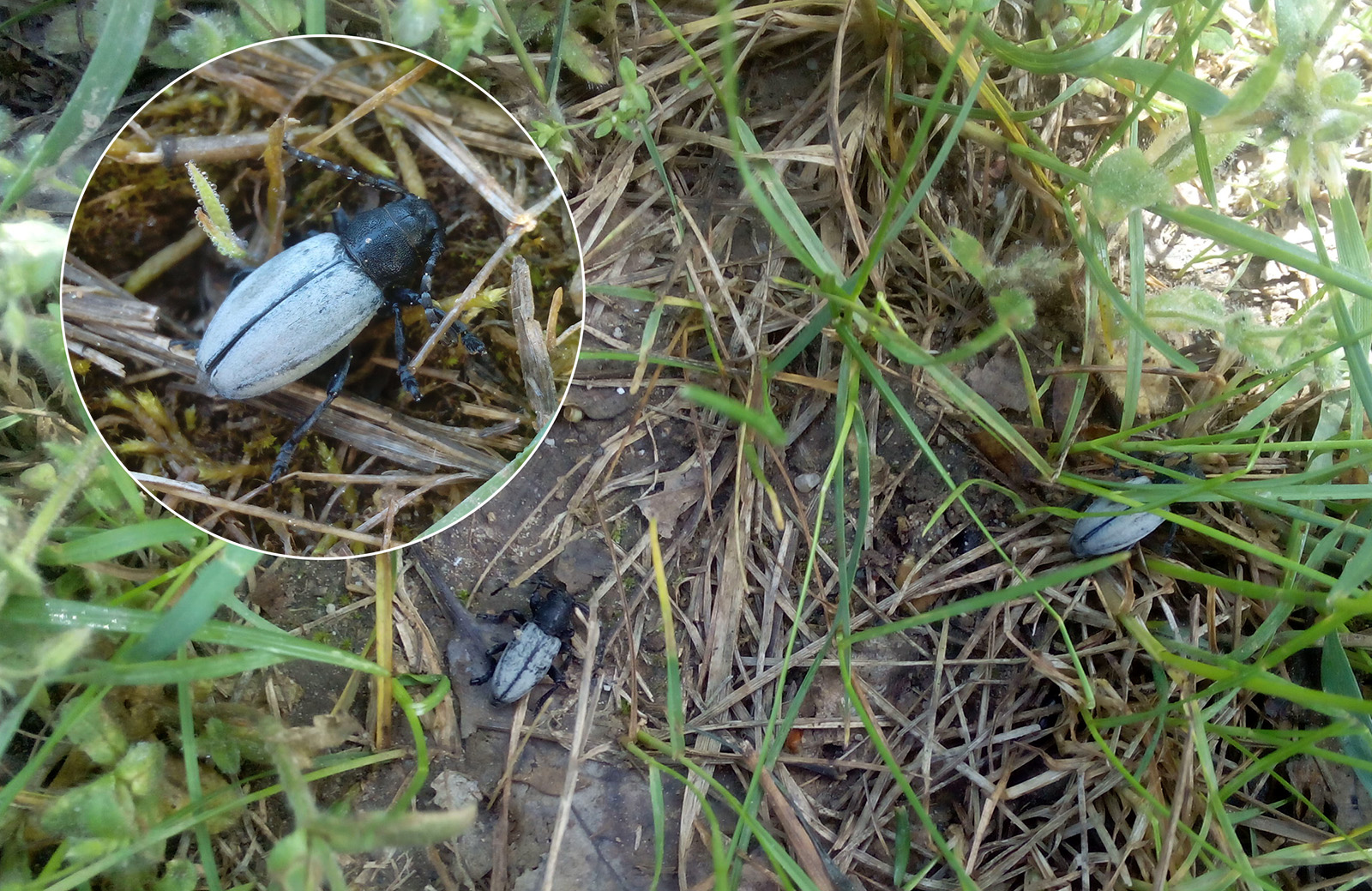 Iberodorcadion fuliginator fuliginator - habitat