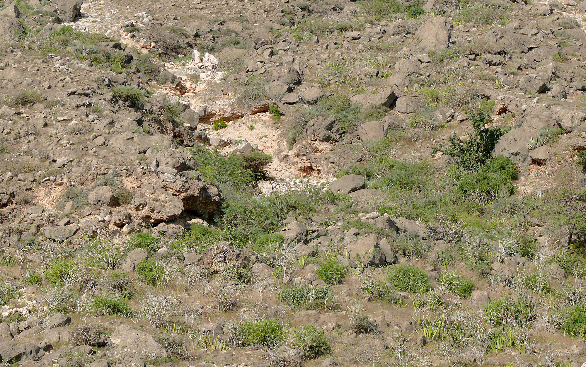 Idactus coquereli - habitat