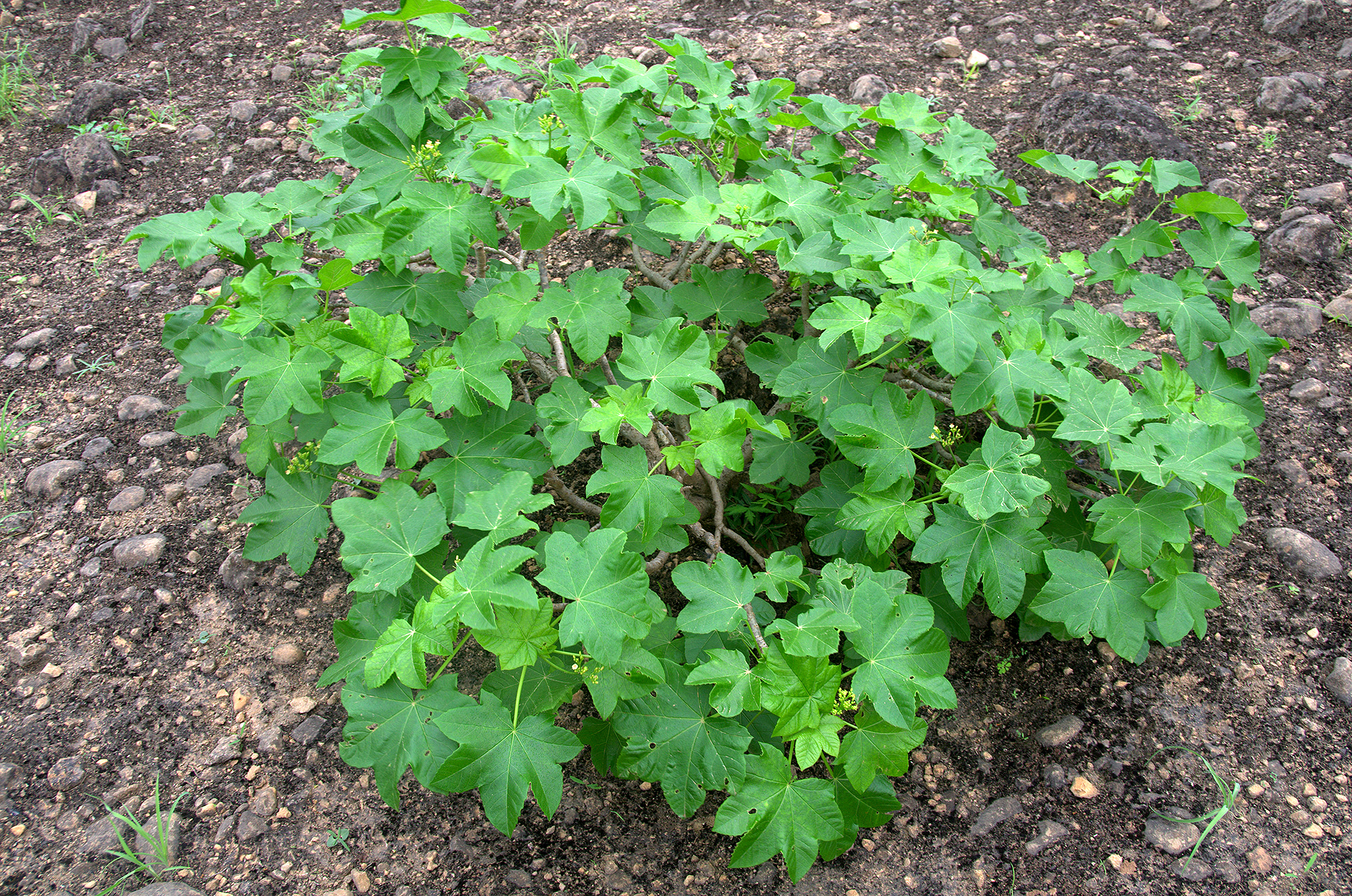 Idactus coquereli - host plant