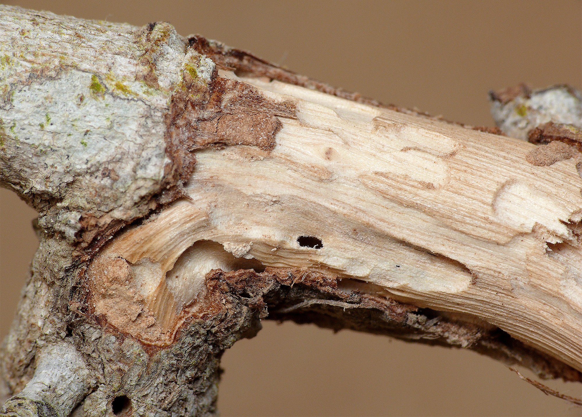 Kabatekiipsebium yemenensis - gallery