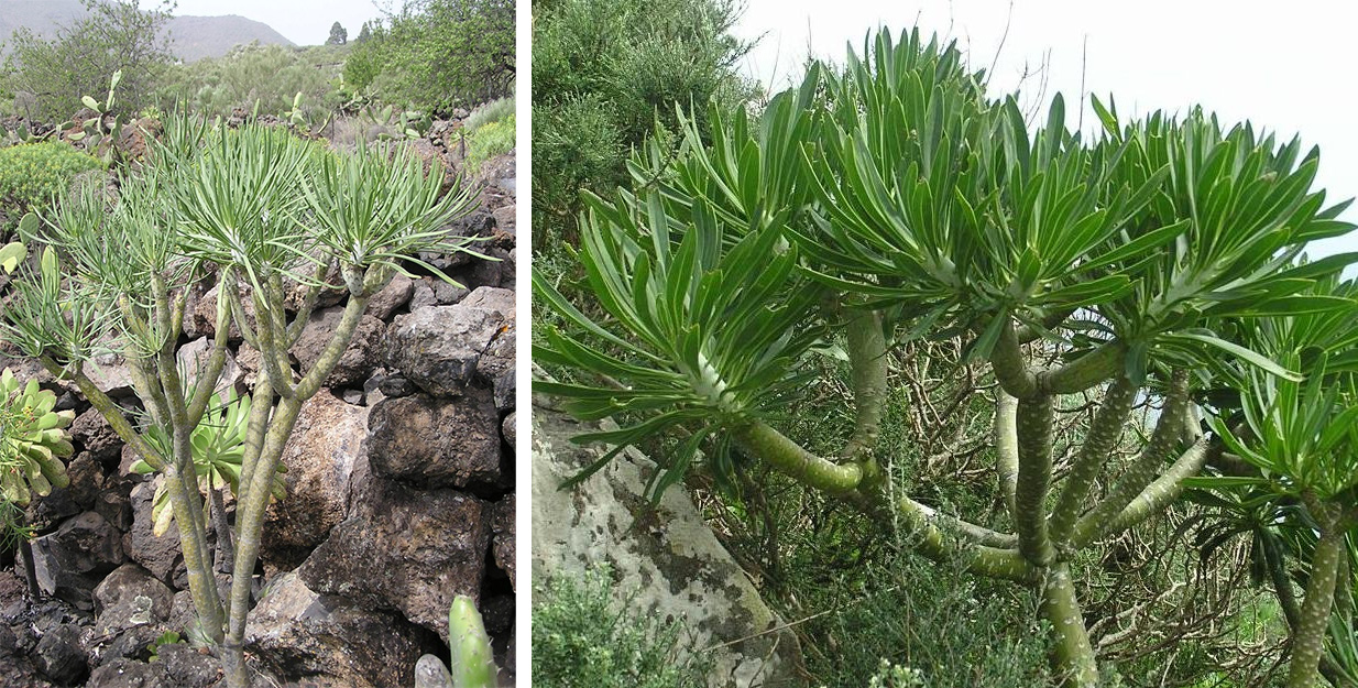 Kleinia neriifolia