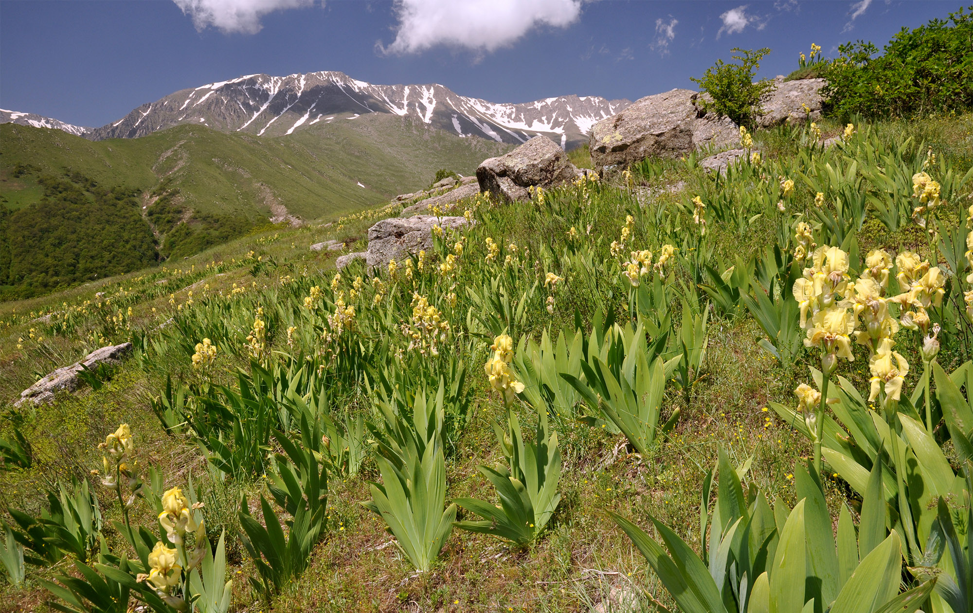 Lichk environs - locality