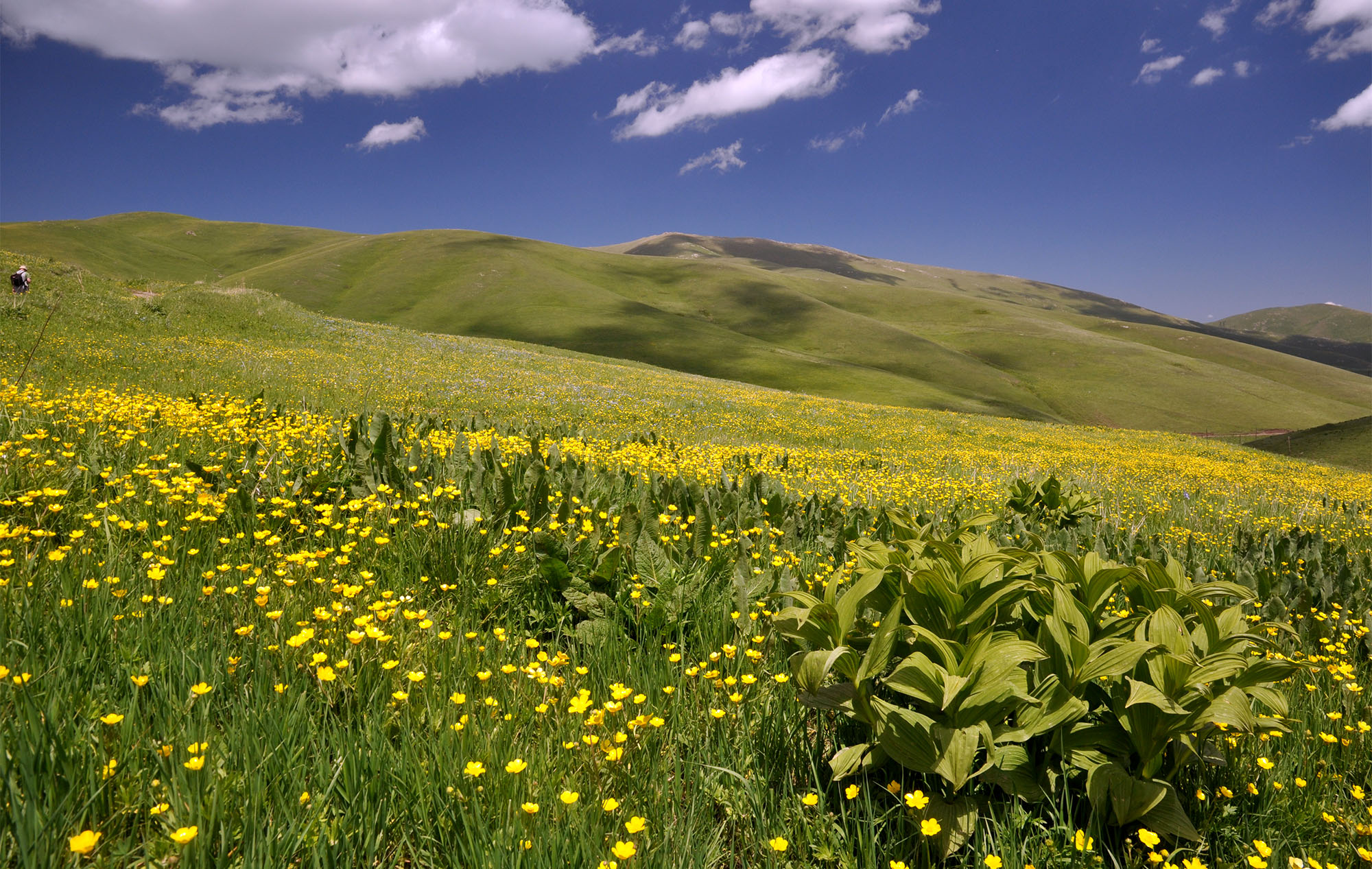 Mountain meadows in Semyonovka environs