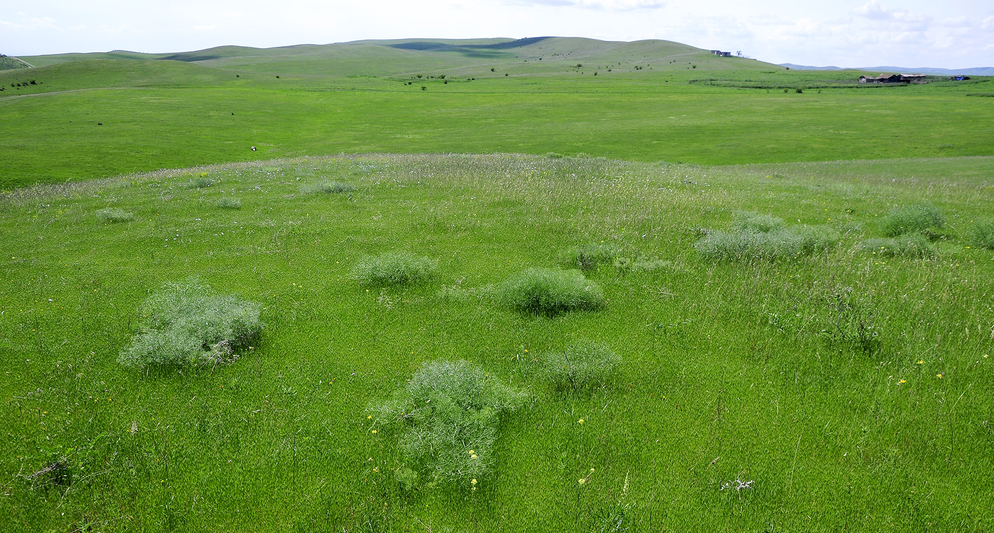 Steppes in Kasristskali environs