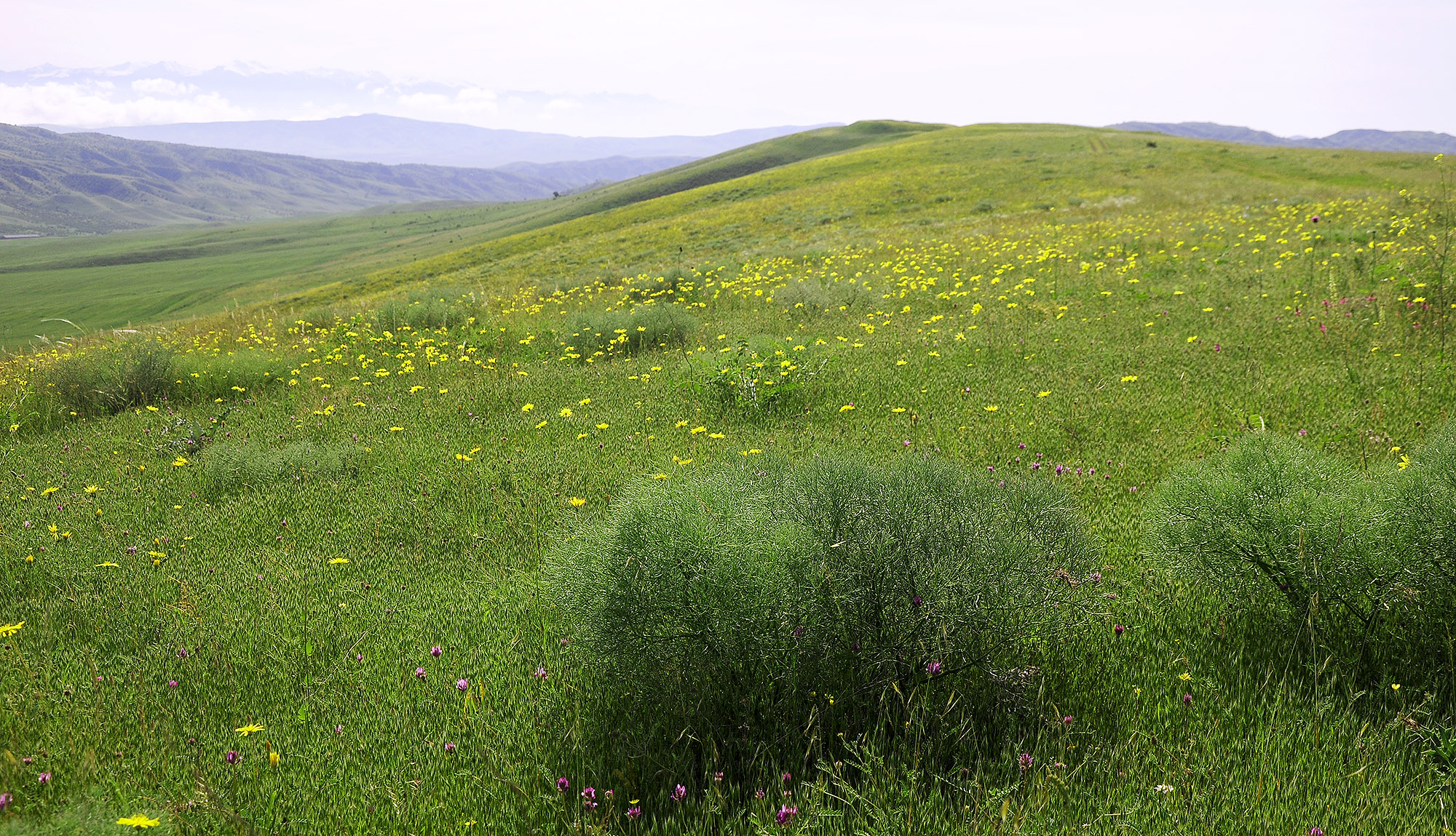 Steppes in Kasristskali environs