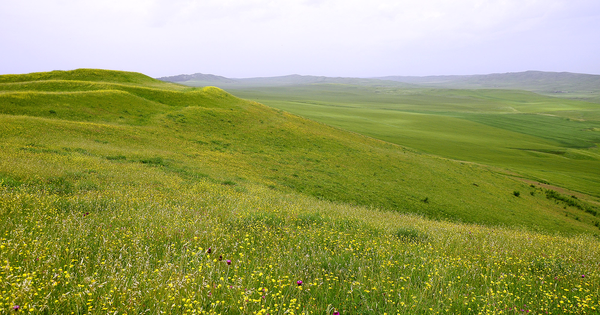 Steppes in Kasristskali environs