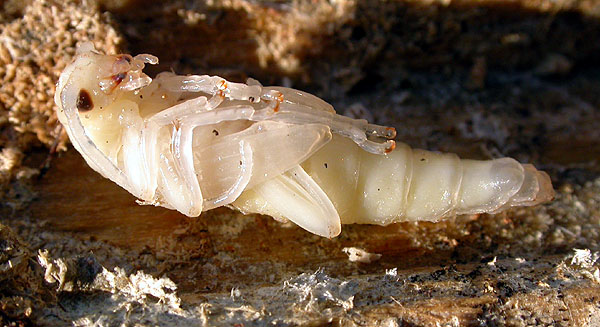 Macroleptura thoracica - pupa