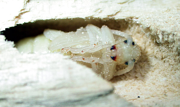 Macroleptura thoracica - pupa