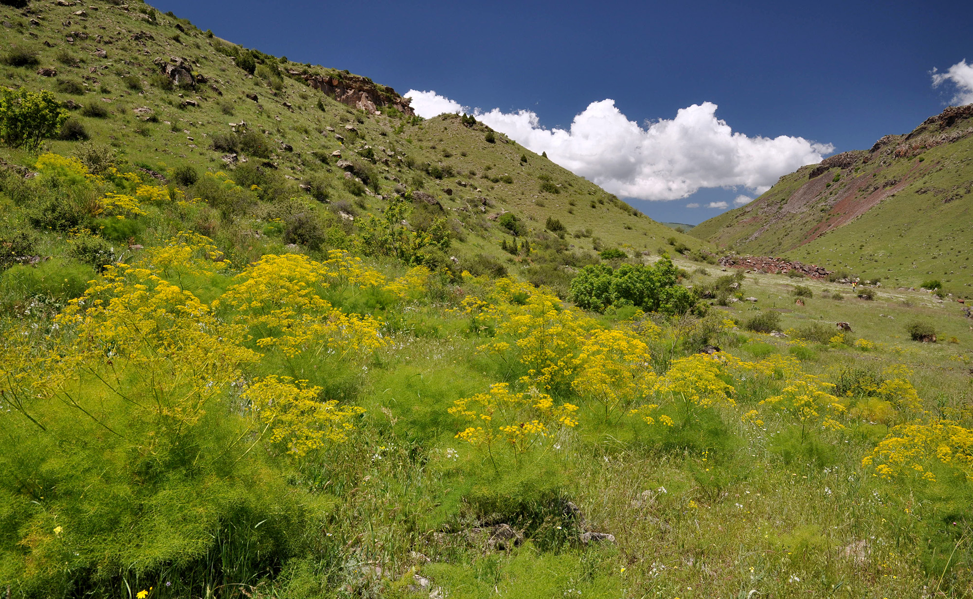 Mallosia brevipes - habitat