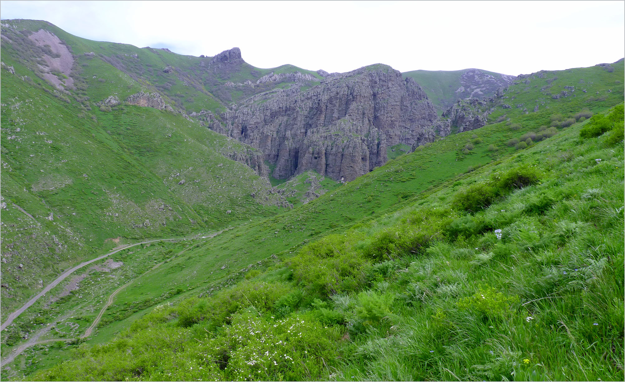 Mallosia brevipes - habitat