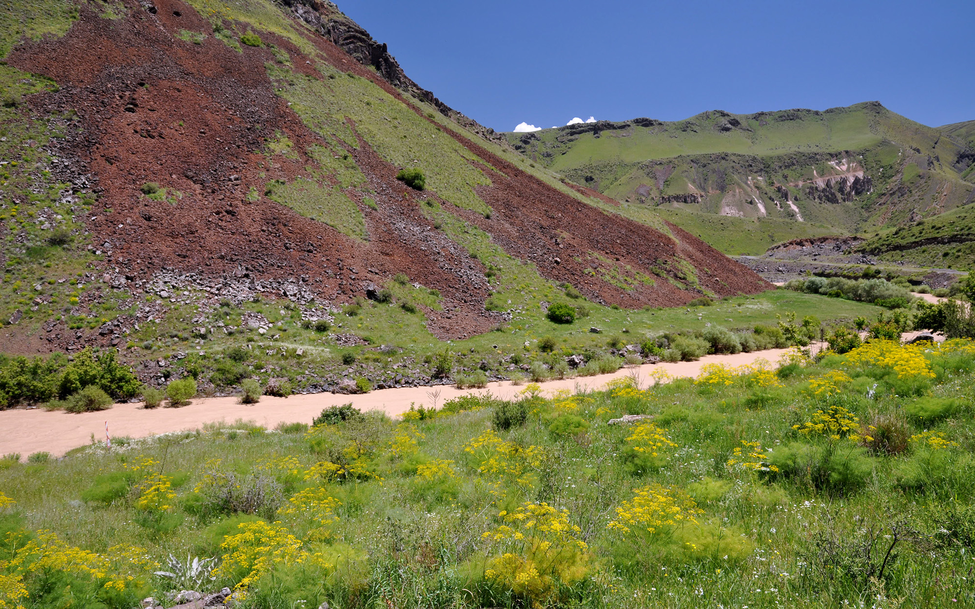 Mallosia brevipes - habitat