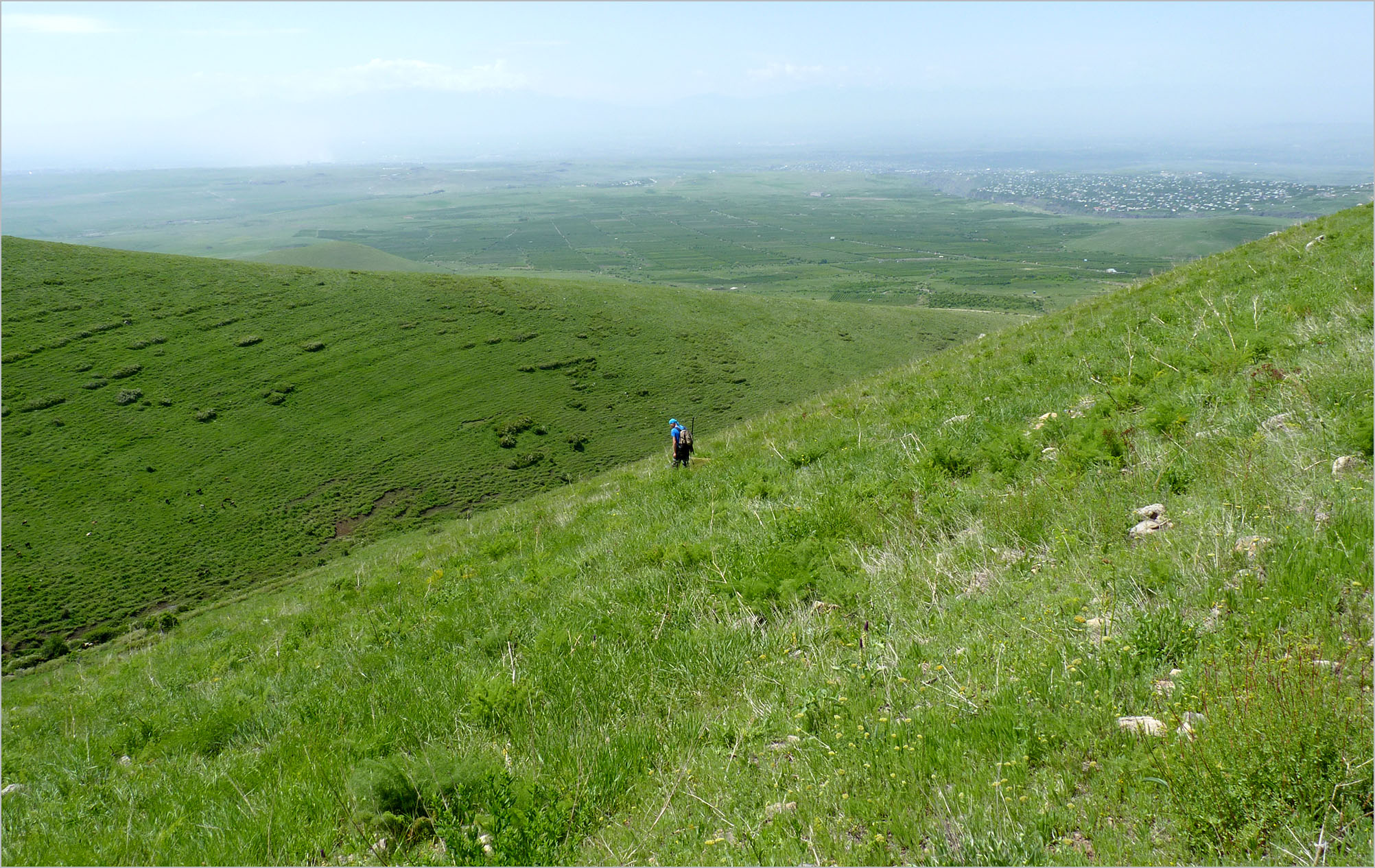 Mallosia brevipes - habitat