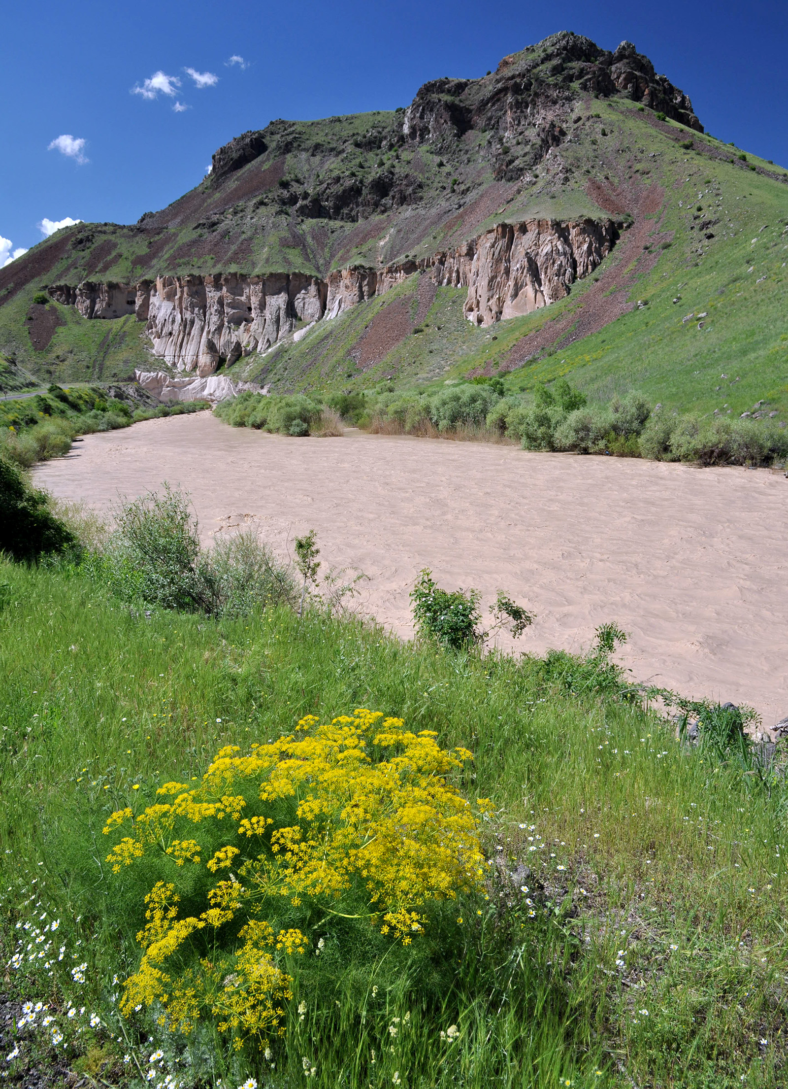 Mallosia brevipes - habitat