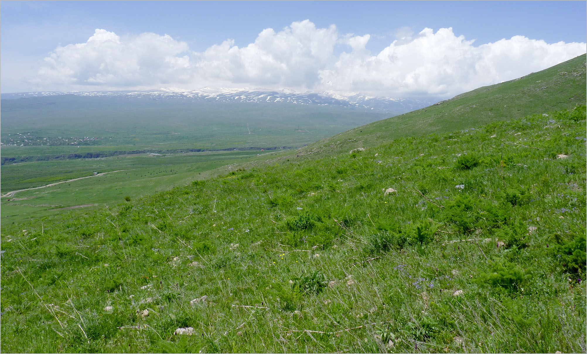 Mallosia brevipes - habitat