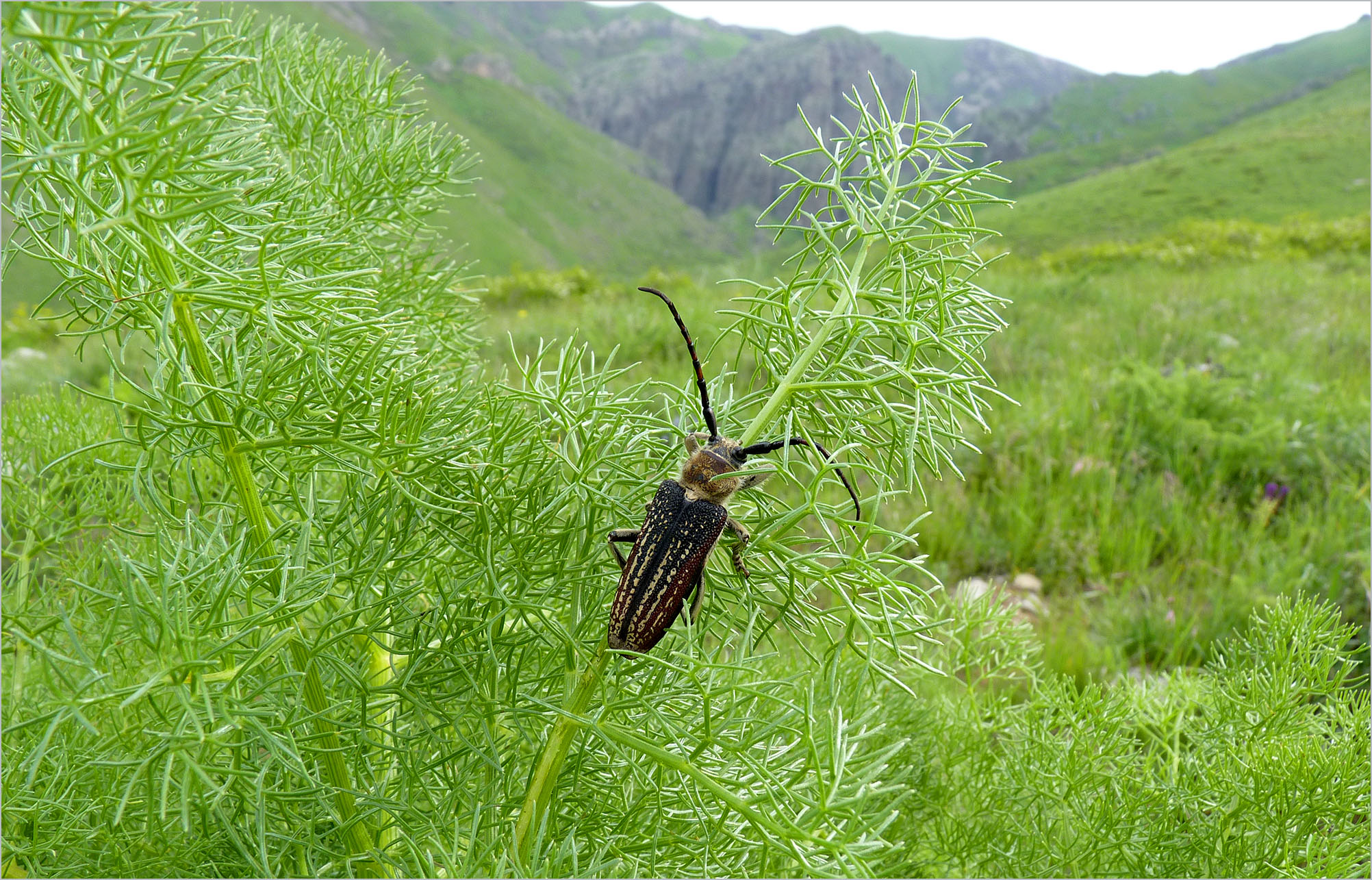 Mallosia brevipes - habitat