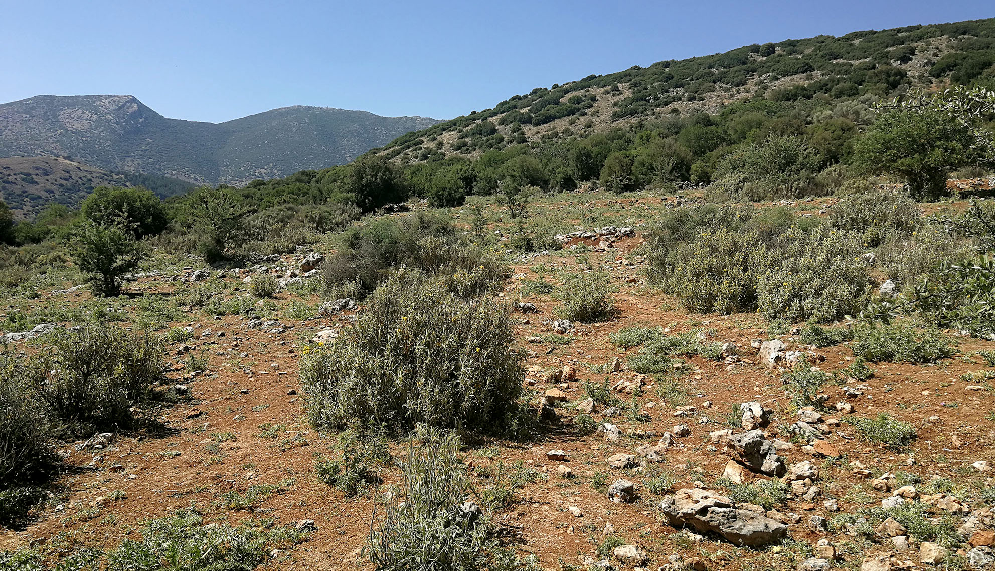 Mallosia graeca - habitat