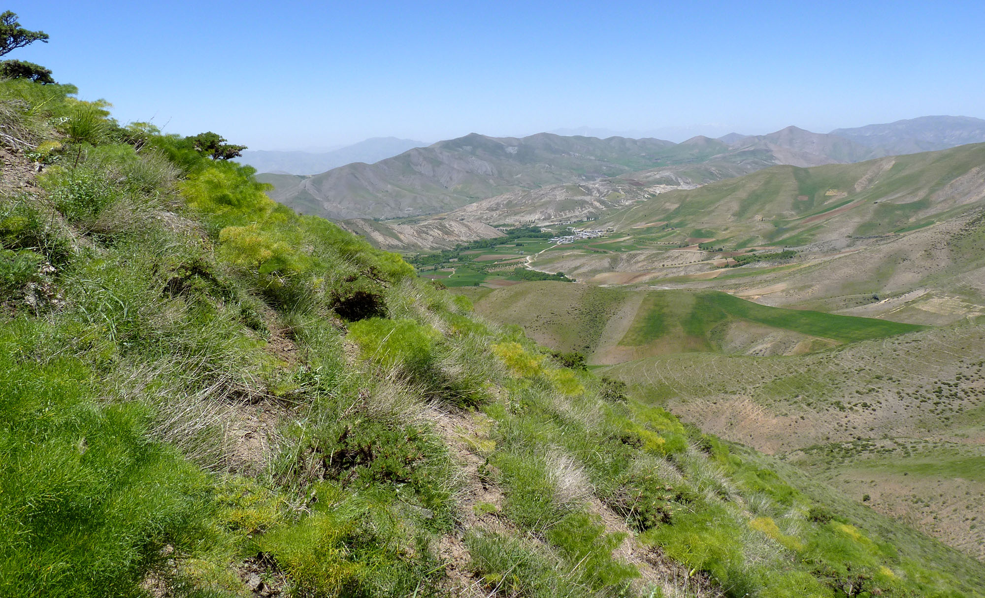 Mallosia mirabilis mirabilis - habitat