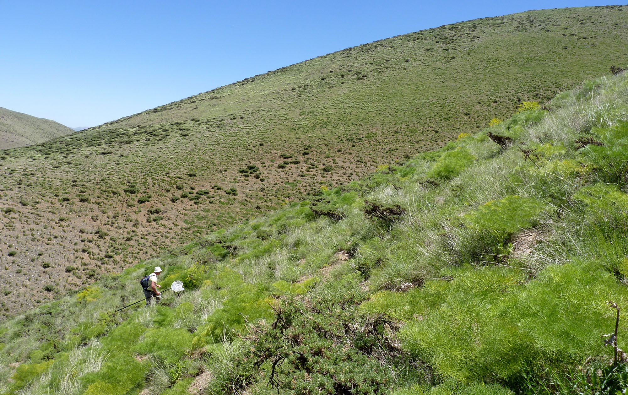 Mallosia mirabilis mirabilis - habitat