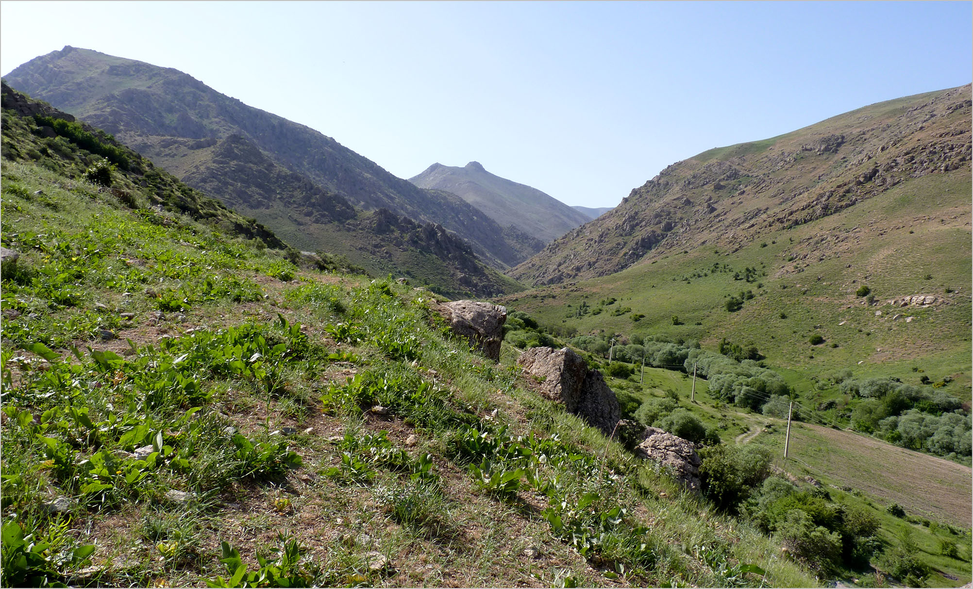 Mallosia mirabilis mirabilis - habitat