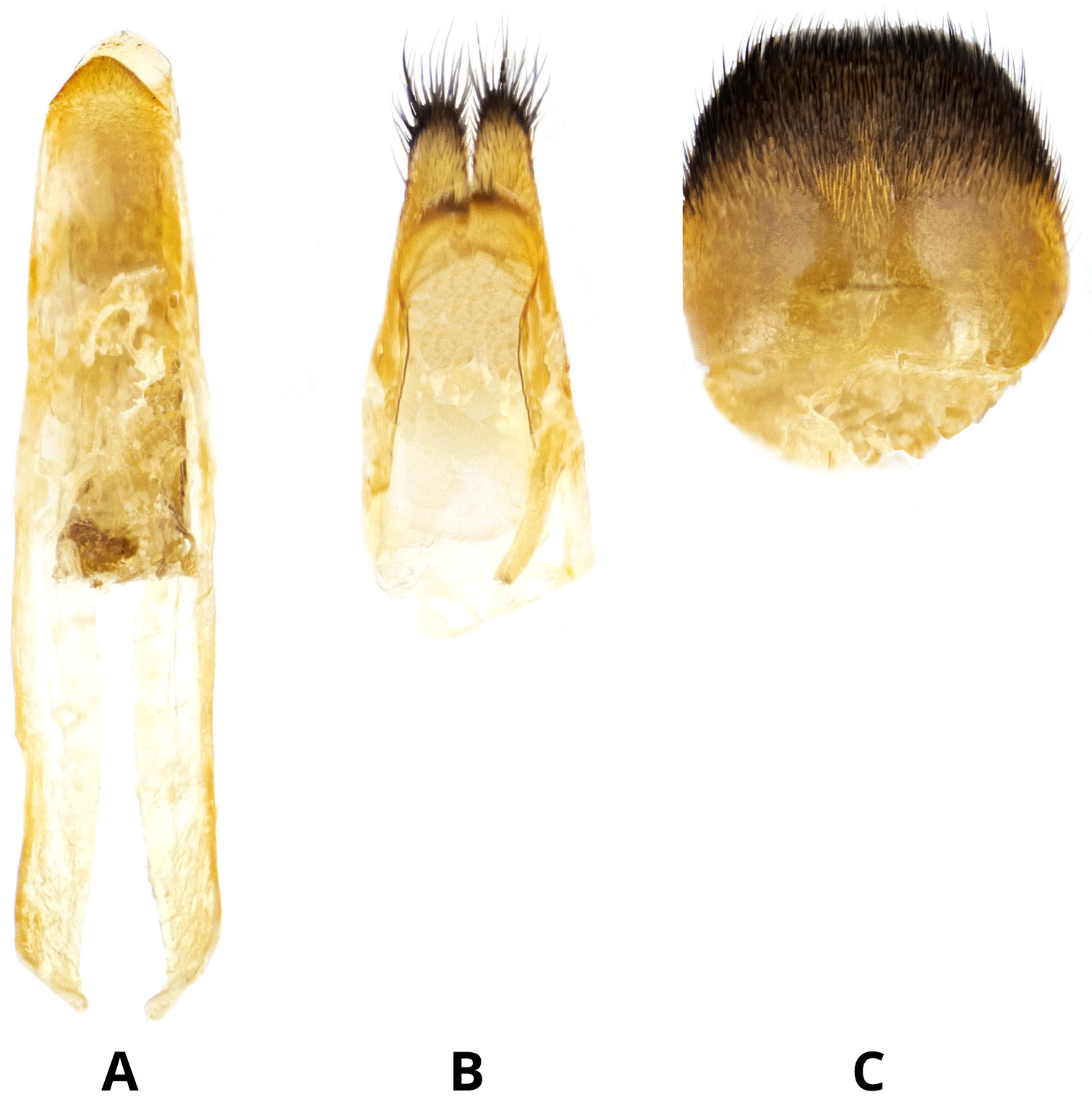 Oberea erythrocephala bicolor - male genitalia