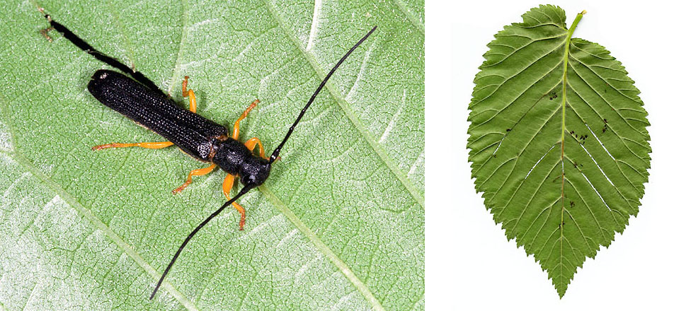 Oberea linearis - leaf feeding pattern