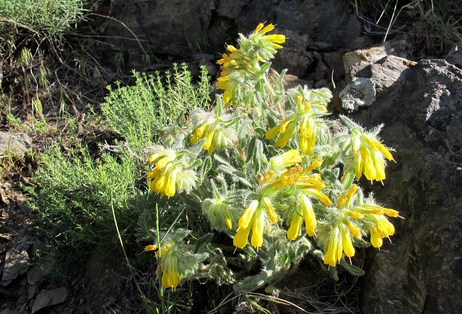 Onosma caucasica