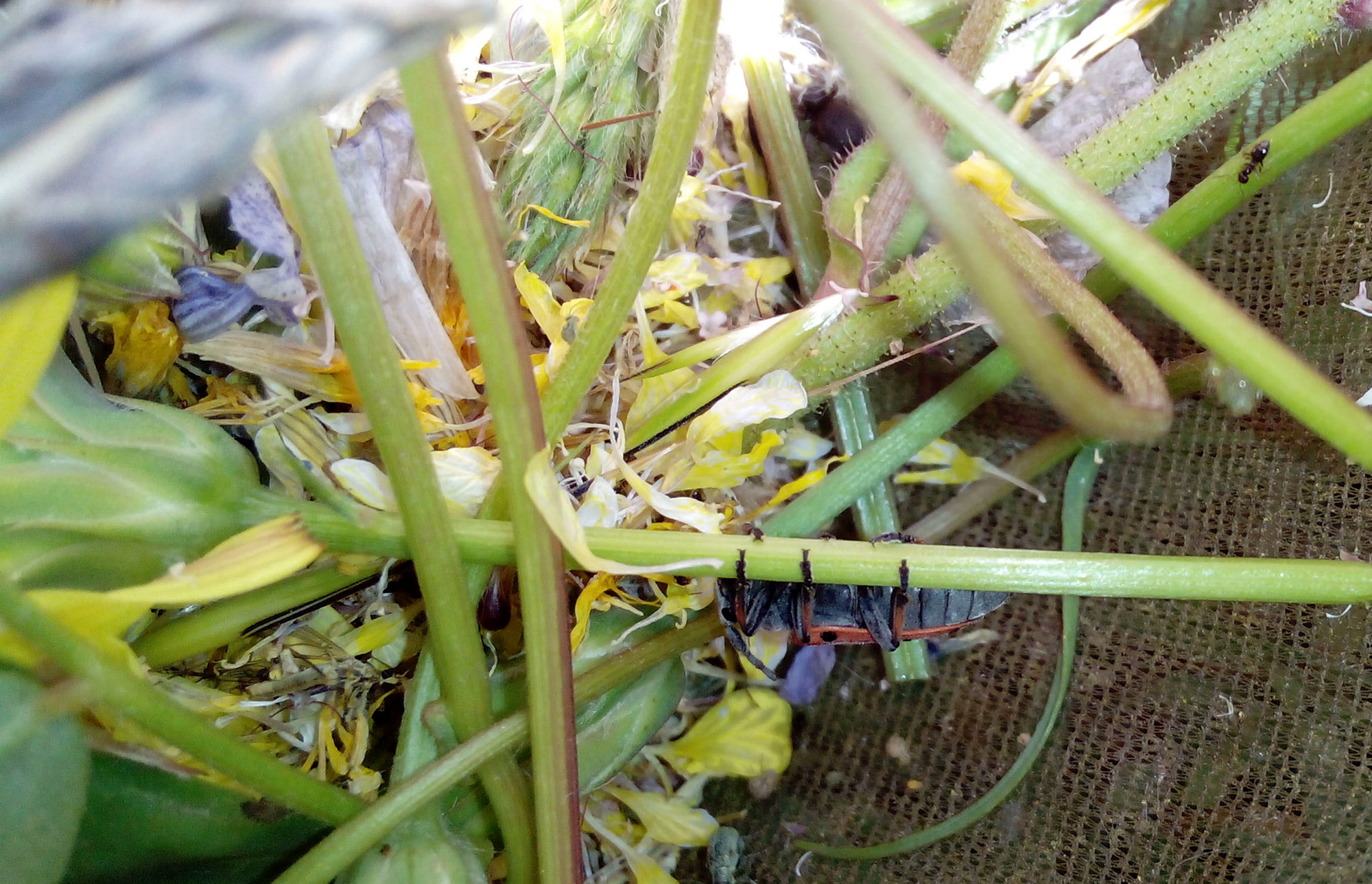 Phytoecia armeniaca 