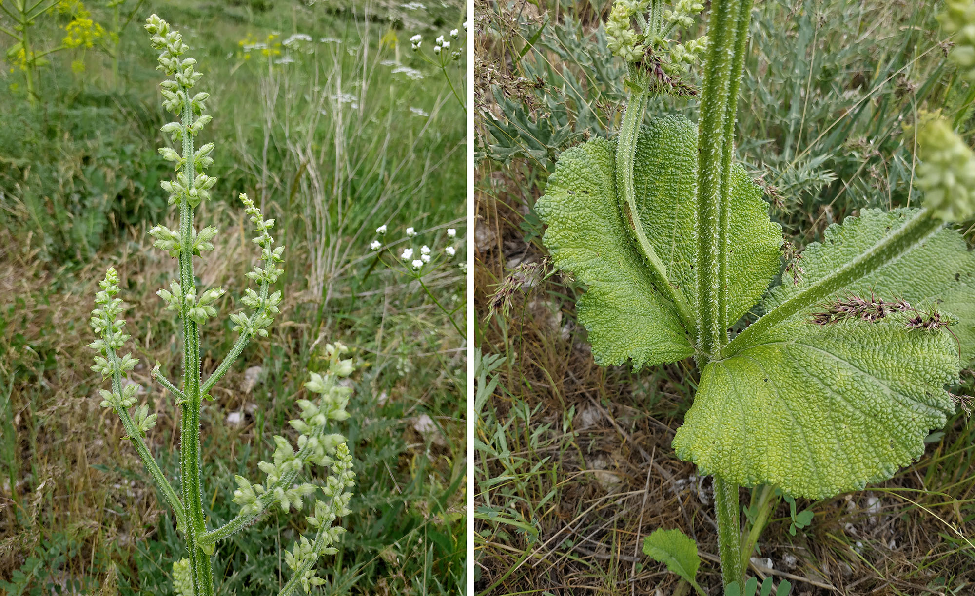 Phytoecia bodemeyeri - host plant