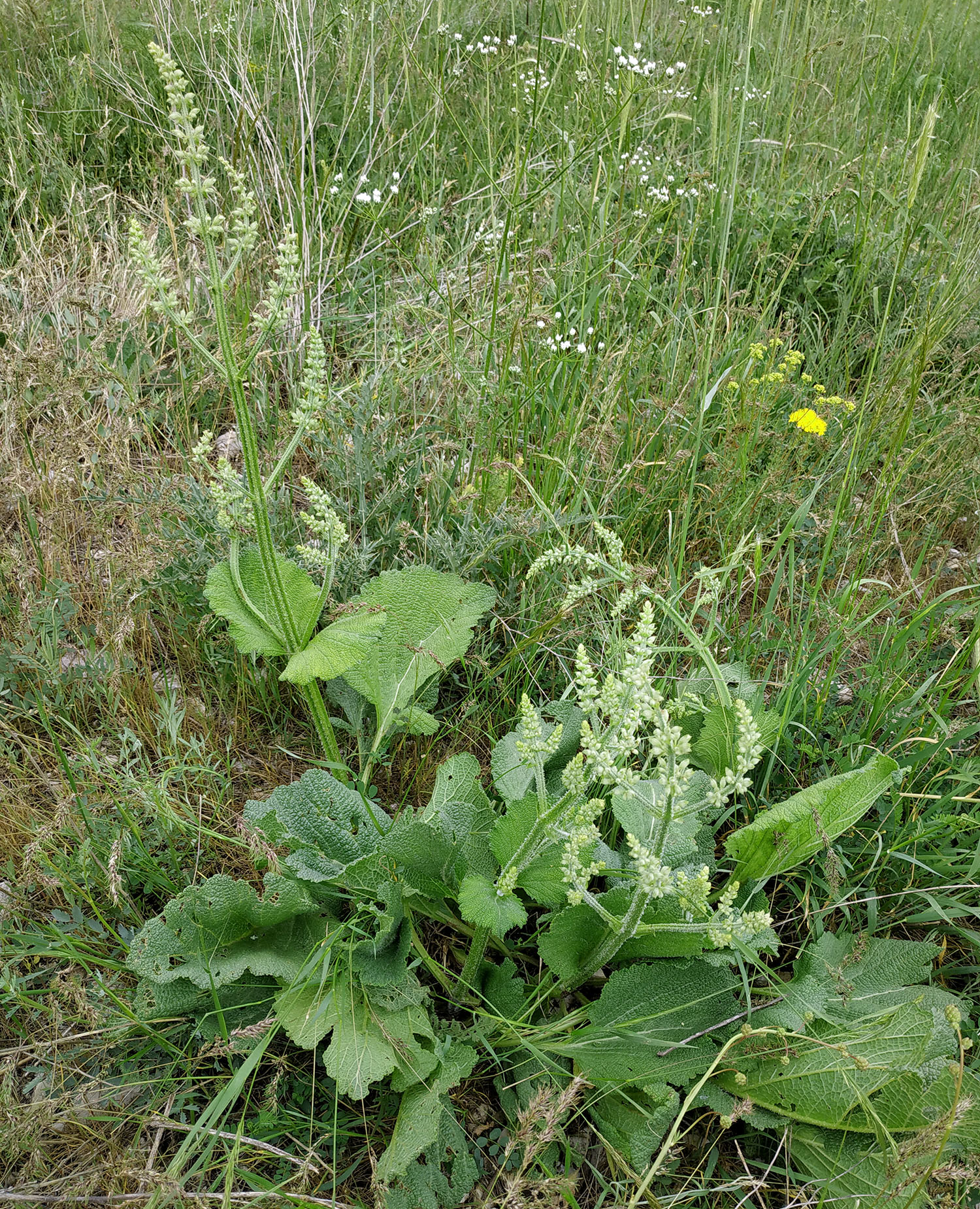 Phytoecia bodemeyeri - host plant