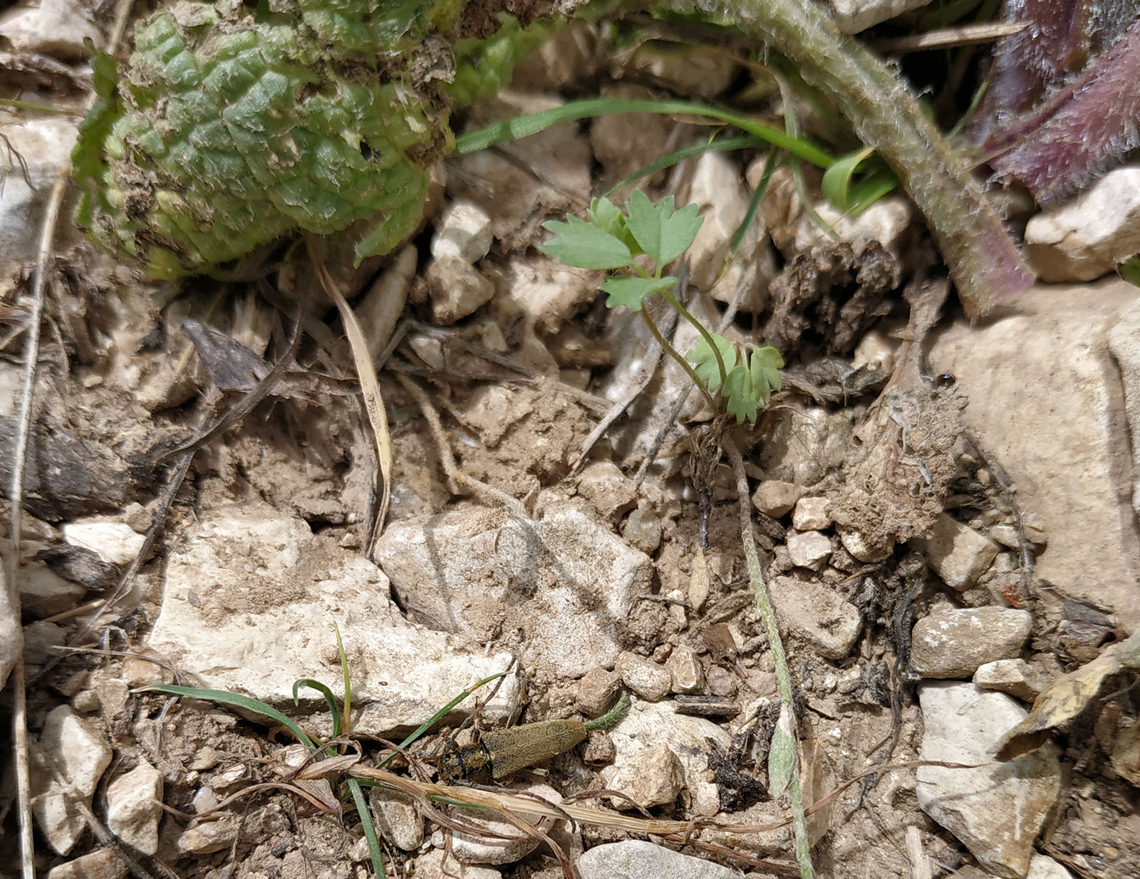 Phytoecia bodemeyeri - host plant