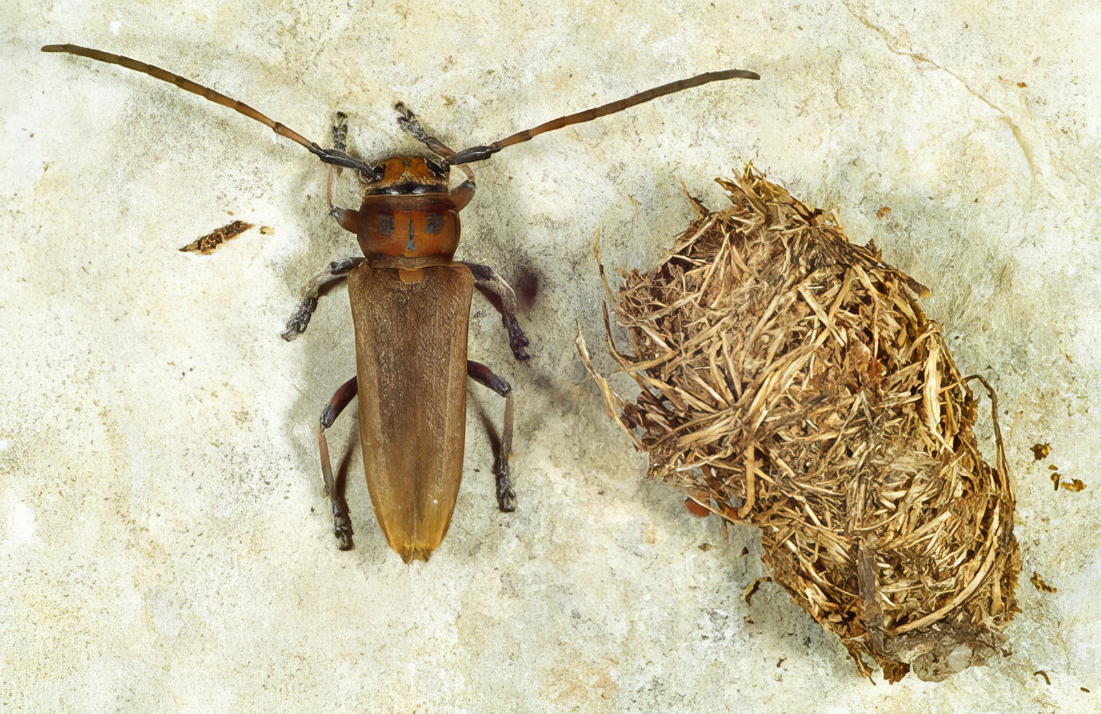 Phytoecia (Musaria) cephalotes - cocoon