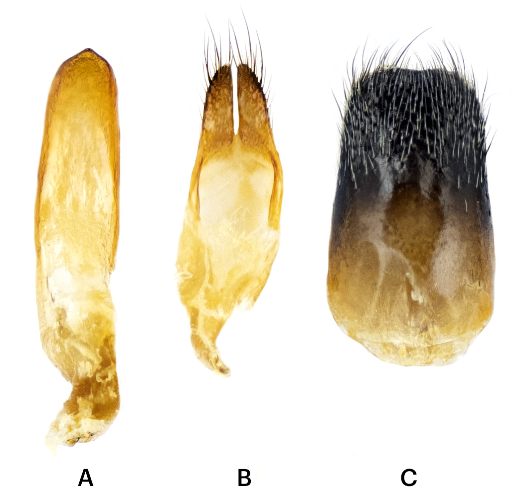 Phytoecia erythrocnema - male genitalia