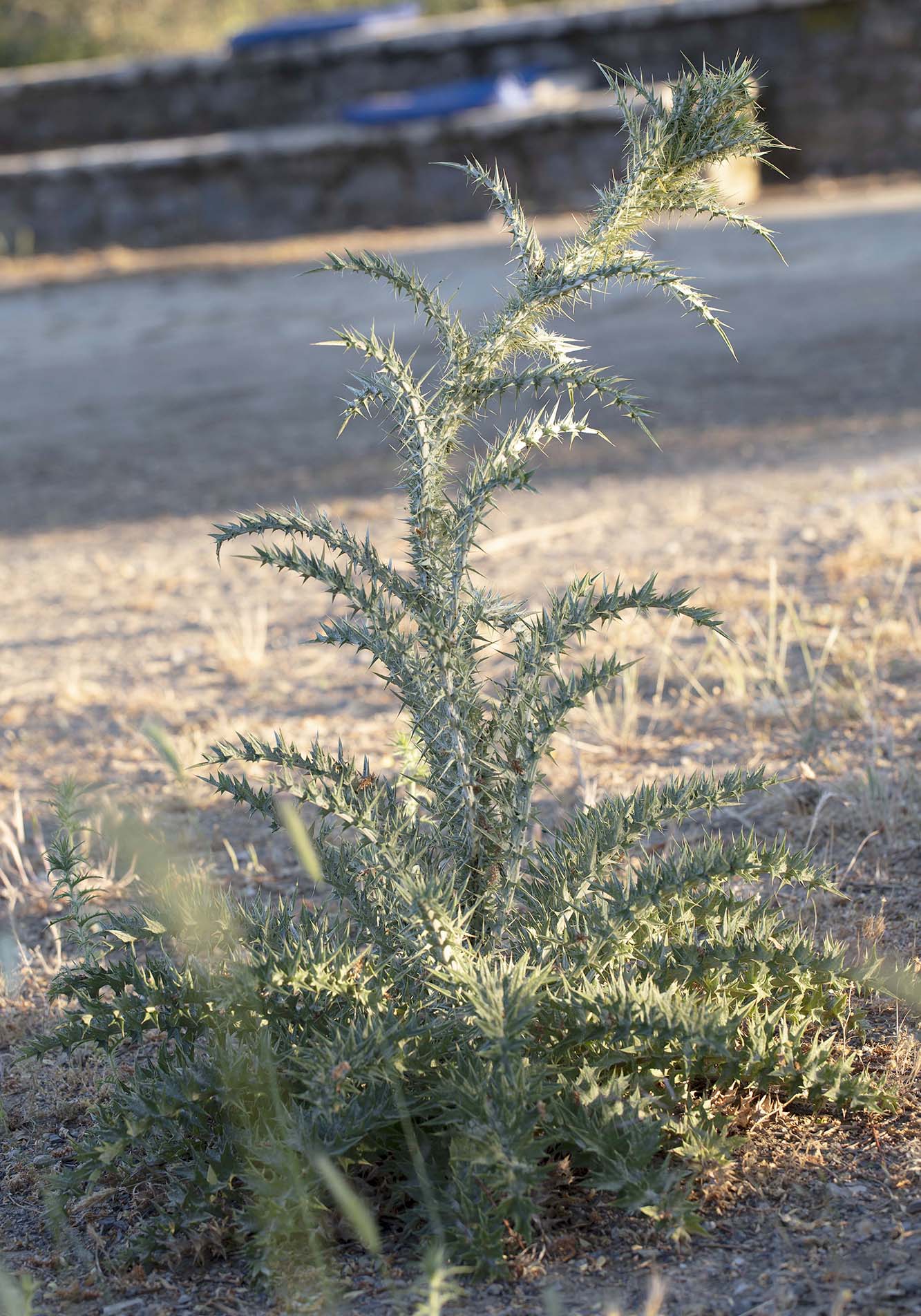 Cirsium