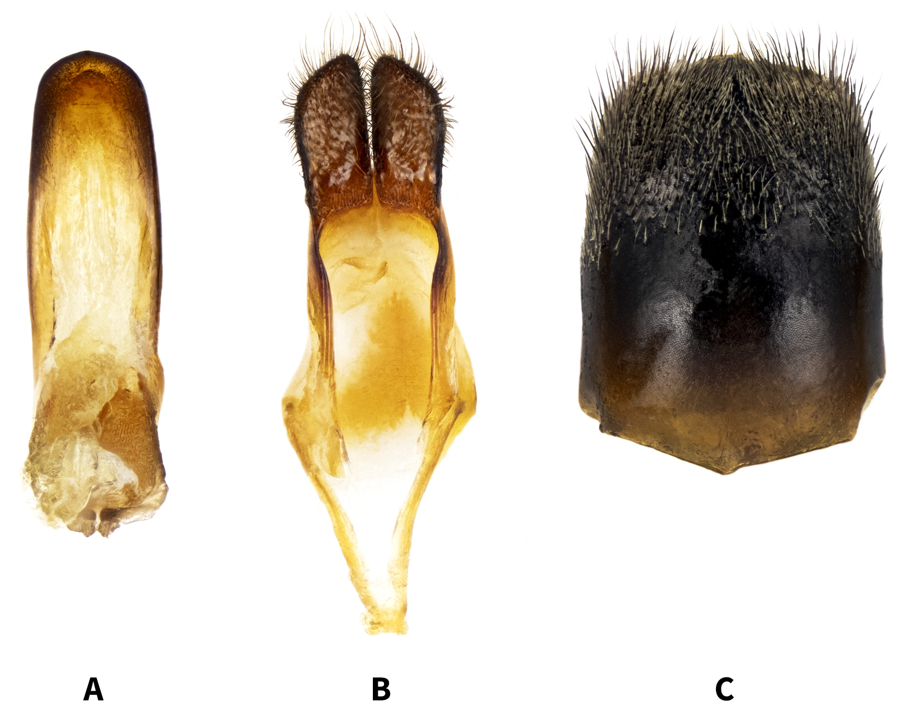 Phytoecia flavipes - genitalia