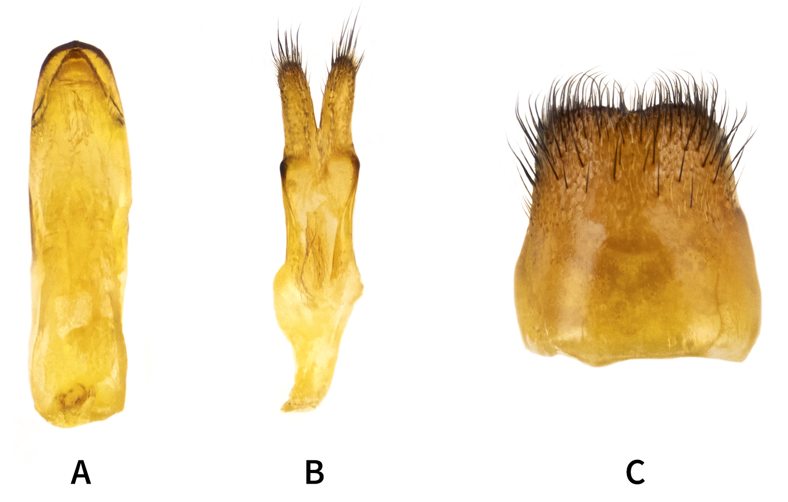 Conizonia georgiana - genitalia