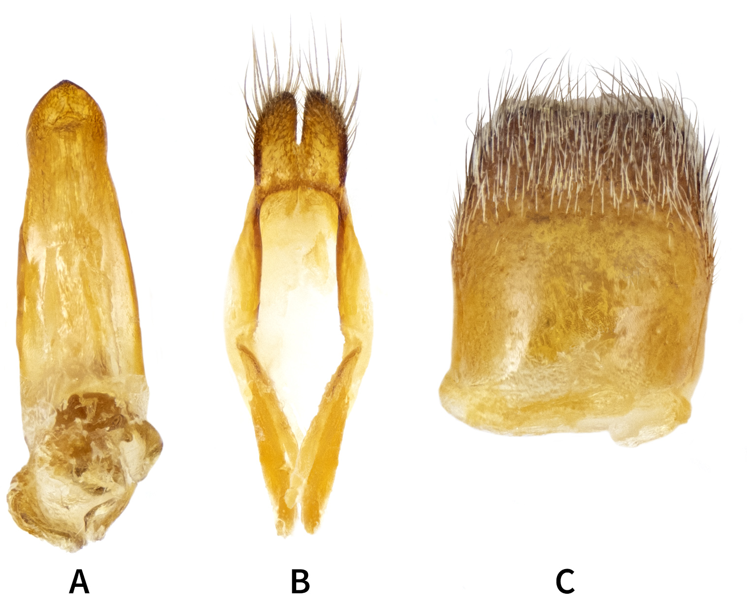 Alocerus marcoi - male genitalia