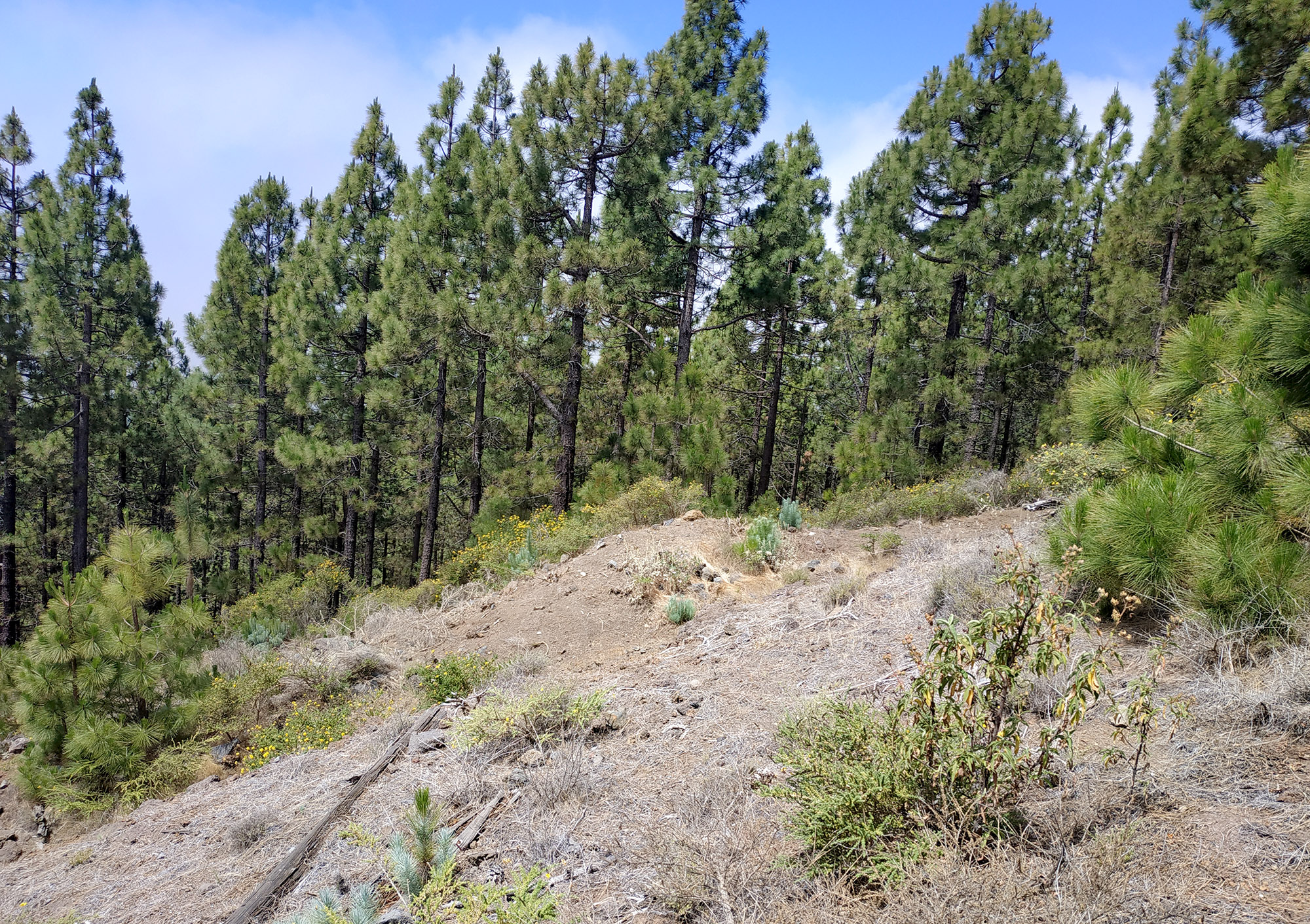 Arhopalus pinetorum - habitat