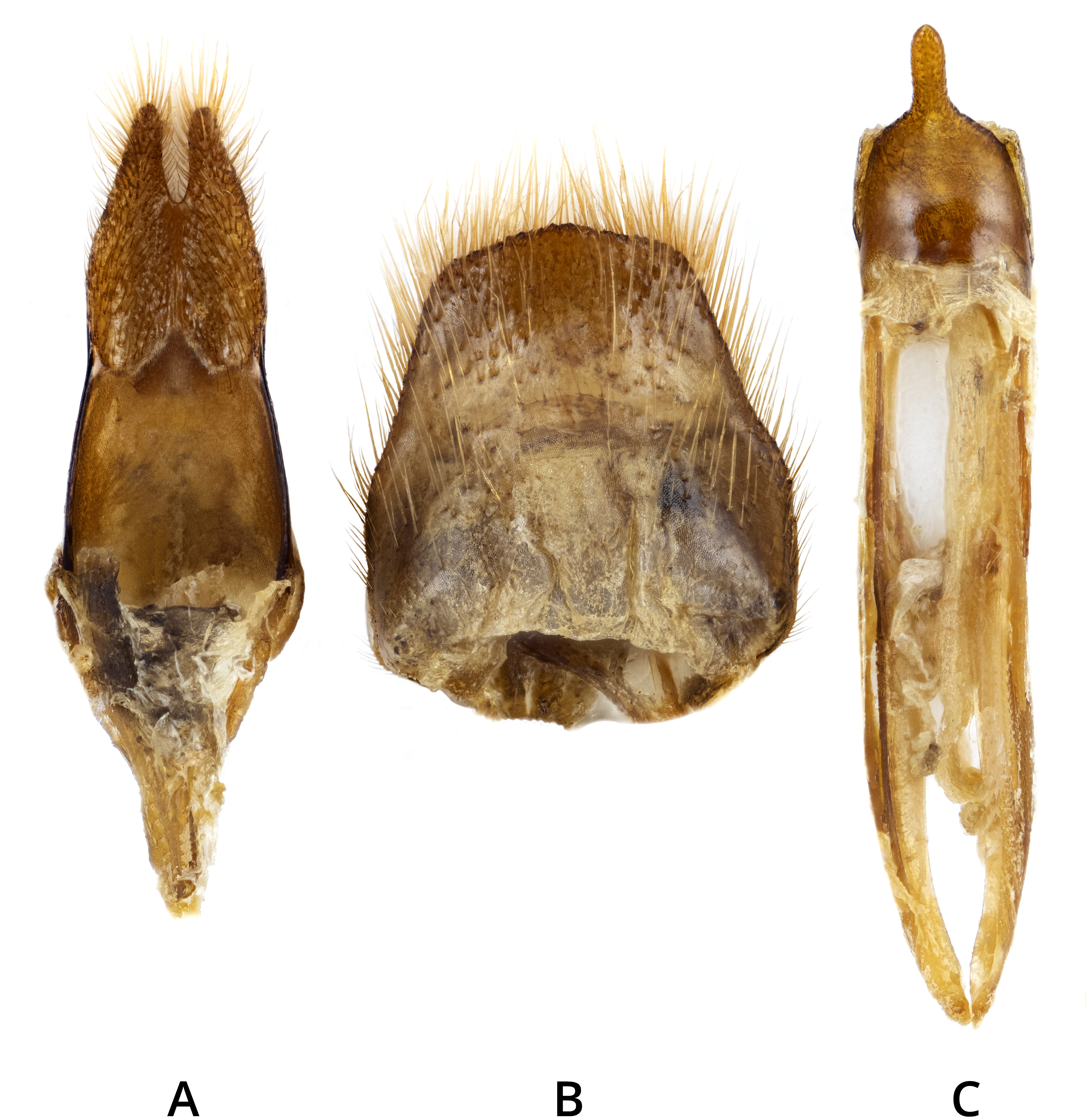 Agapanthia gazanchidisi - genitalia