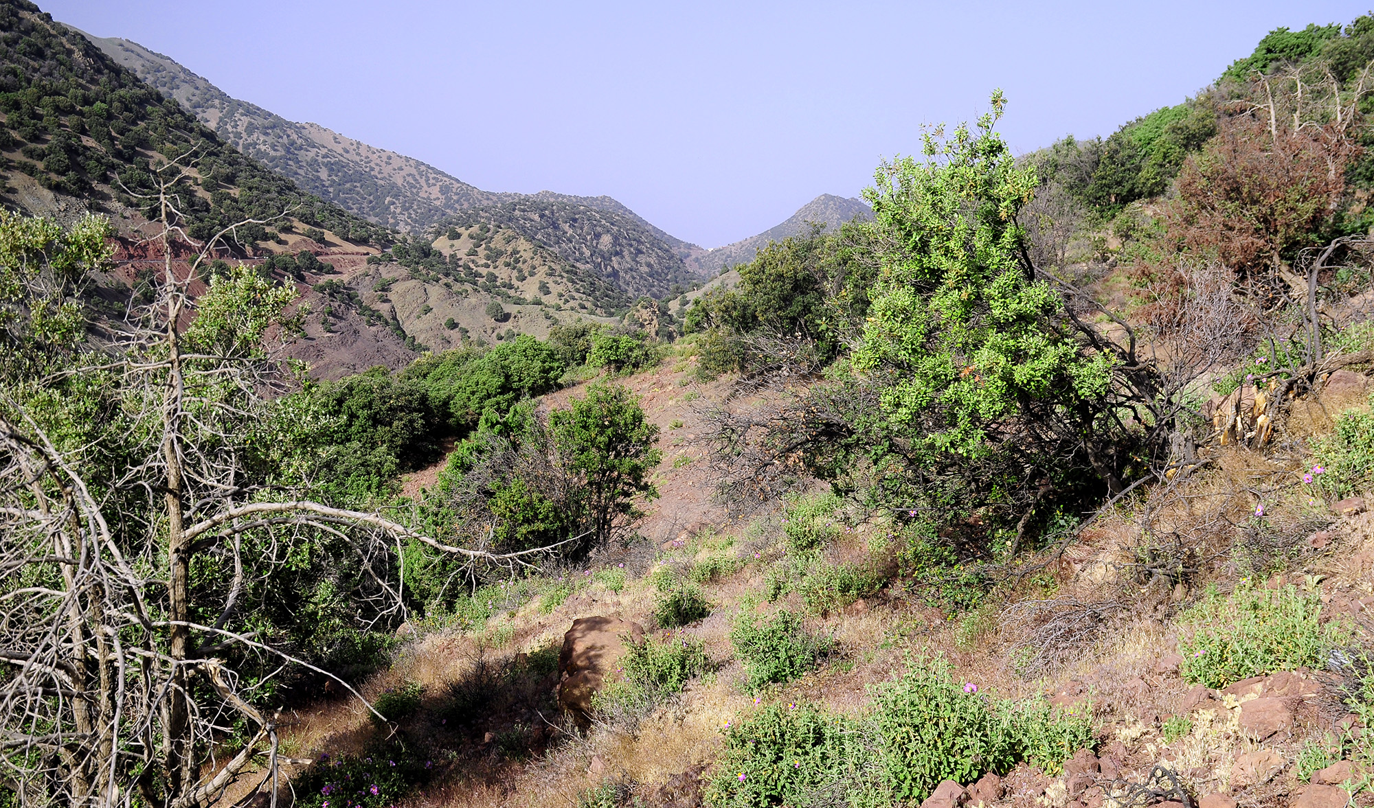 Purpuricenus barbarus - habitat