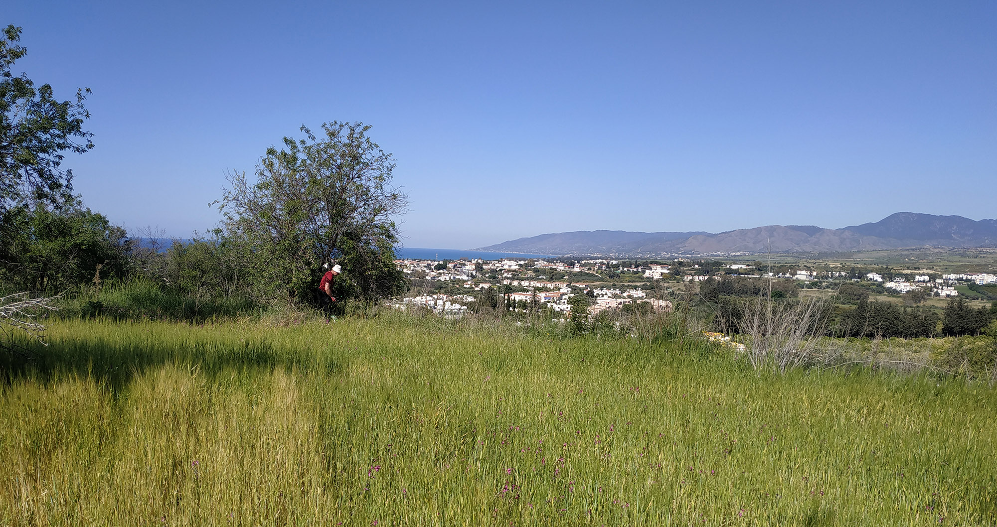 Purpuricenus interscapillatus cypriensis - habitat